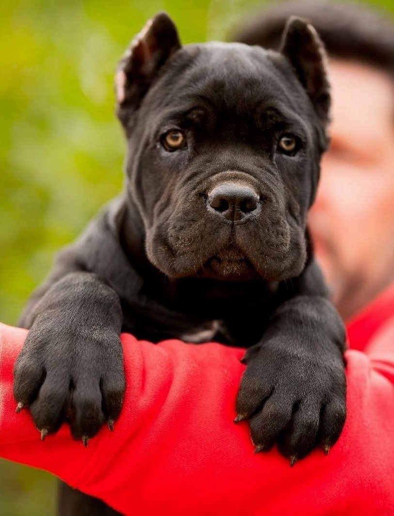 Image of Cane Corso posted on 2022-08-22 04:07:05 from Mumbai